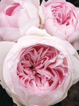 Three 'Earth Angel' roses in full bloom, featuring ruffled pale pink petals and encircled by lush dark green leaves.