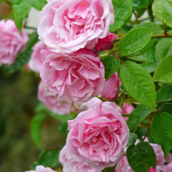 The Rose 'Kathleen Harrop' Climber is an elegant plant that displays beautiful pink roses in full bloom surrounded by vibrant green foliage.
