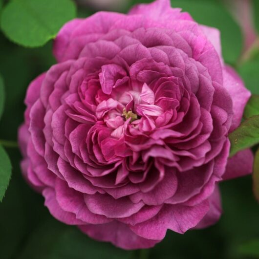 A close-up of a fully bloomed Rose 'Reine des Violettes' Climber, showcasing its deep purple layered petals beautifully set off by surrounding green leaves.