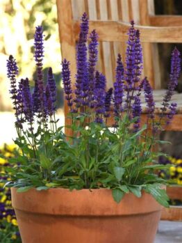 A Salvia 'Salvatore Blue' in a 3" pot sits gracefully next to a wooden chair, creating a serene garden setting.