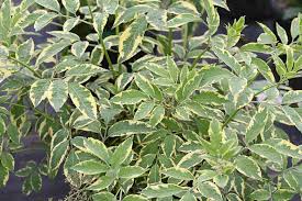 Discover the stunning appeal of Sambucus 'Variegated Elderberry' in an 8" pot, featuring its eye-catching green and cream patterned leaves that bring elegance to any garden setting.