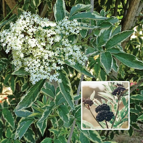Sambucus 'Variegated Elderberry' showcases elegant white blooms and lush green leaves, with an inset revealing dark elderberries. Offered in an 8" pot, it's a perfect addition to any garden setting.