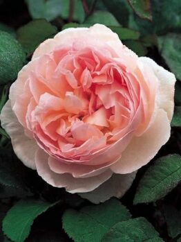 Close-up of a Rose 'Sharifa Asma' Bush Form in pale pink, showcasing multiple layers of delicate petals, surrounded by lush green leaves.