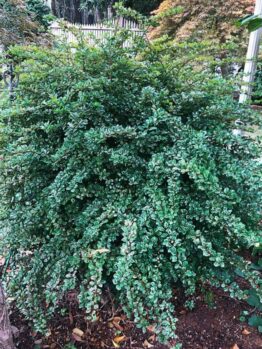 The Berberis 'Silver Beauty' Japanese Barberry in an 8" pot is a dense, leafy bush with small, shiny green leaves. Ideal for garden settings alongside fences and vibrant plants, it enhances any landscape's beauty.