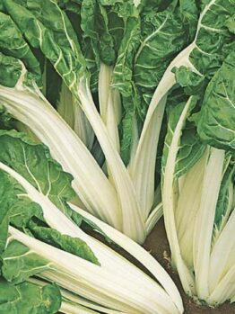 Close-up of vibrant green Silverbeet 'Fordhook Giant', with striking white stalks flourishing in the rich soil.