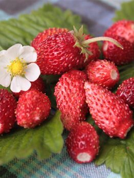 A cluster of Strawberry 'Alpine Red' and a white flower rest on green leaves, making it perfect for your garden in a 4" pot.