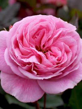 Close-up of a blooming Rose 'Summer Romance' PBR Bush Form, adorned with numerous pink petals, capturing the charm of summer romance against a softly blurred green backdrop.