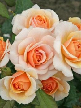 The Rose 'Sweet Honey' Bush Form, featuring peach and cream blooms accented by vibrant green foliage, exudes a sweet honey allure.