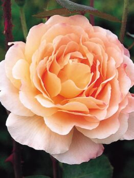 Close-up of a blooming Rose 'Tamora' Bush Form in peach, with soft layered petals, set against a backdrop of green leaves.