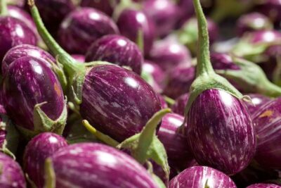 Close-up of multiple round, purple and white striped 'Thai' eggplants from a 4" pot, ideal for cultivation.