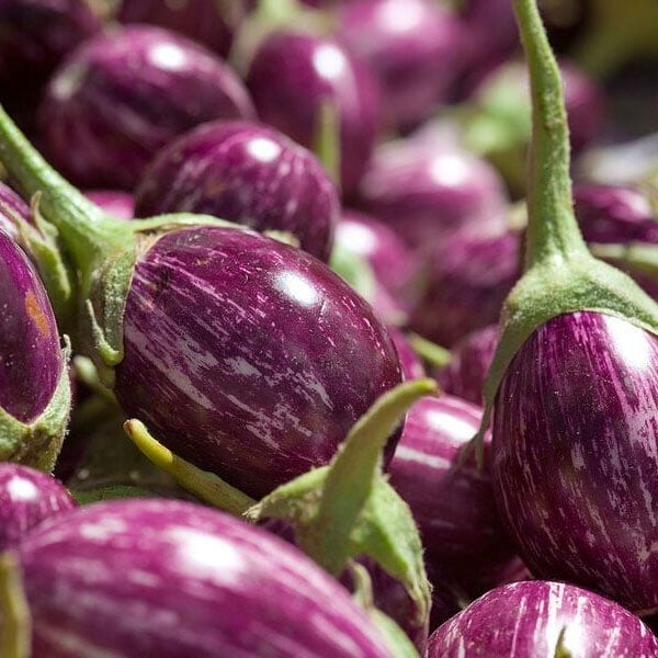 Close-up of multiple round, purple and white striped 'Thai' eggplants from a 4" pot, ideal for cultivation.