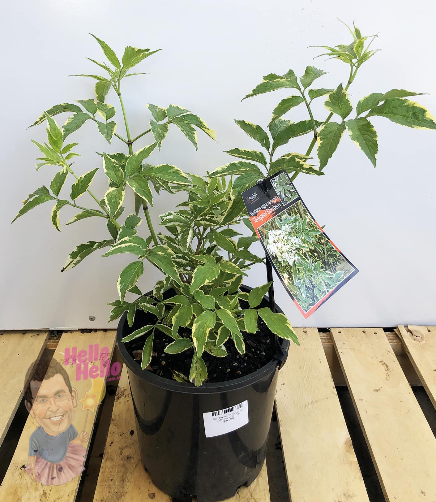 A Sambucus 'Variegated Elderberry' 8" Pot with a tag sits on a wooden pallet beside a "Hello Hello" cartoon sign.