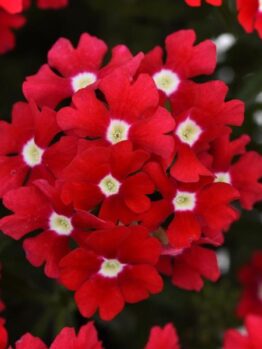 Close-up of lush Verbena 'Cadet™ Red' in a 6" pot, showcasing vibrant red flowers with small white centers against a backdrop of green foliage.