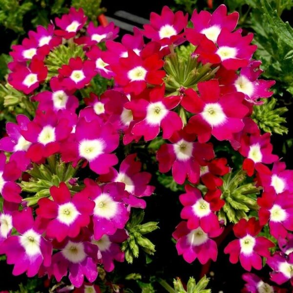 A lush 6" pot features Verbena 'Big Eye Raspberry®' with vibrant green leaves and bright magenta flowers showcasing distinct white centers.