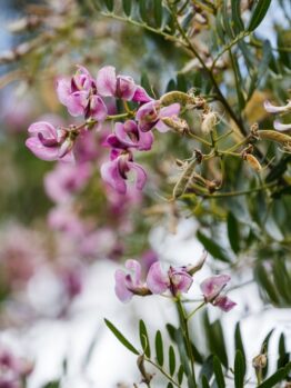 Close-up of a Virgilia 'Cape Lilac' Tree branch with clusters of small pink flowers and green leaves against a softly blurred outdoor background.