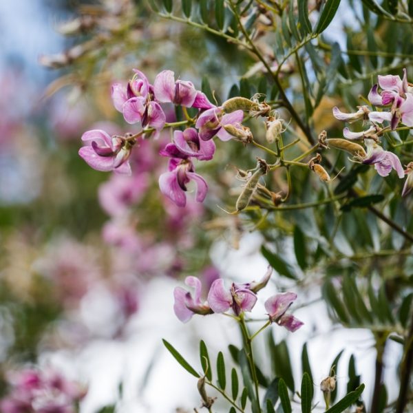 Close-up of a Virgilia 'Cape Lilac' Tree branch with clusters of small pink flowers and green leaves against a softly blurred outdoor background.