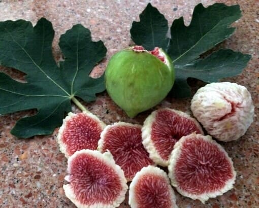 Slices of figs and a whole White Adriatic fig from the Ficus 'White Adriatic' Fig 12" Pot are artfully arranged next to two large green leaves on a speckled surface, forming a scene that looks like it came straight out of a fig pot dream.