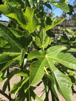 Close-up of the vibrant green leaves with distinct lobes and veins of the Ficus 'White Adriatic' Fig in a 12" pot, set against a sunny outdoor background, showcasing the lush growth typical of this plant.
