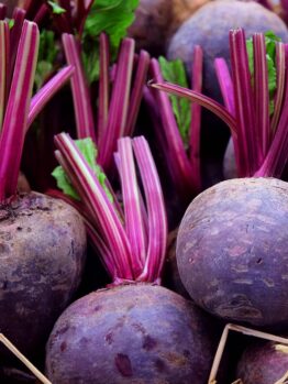 A close-up view of several Beetroot 'Baby' plants in a 4" pot, showcasing their vibrant purple-red stems and leaves.
