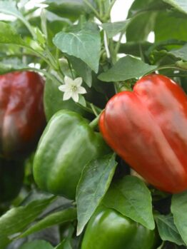 Capsicum 'Californian Wonder' peppers come in vibrant red and green and flourish in a 4" pot, surrounded by lush foliage and adorned with a small white flower, adding charm to any garden.
