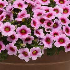 A 6" pot containing a cluster of small Calibrachoa 'Conga Rose Pink' flowers with dark pink centers and green leaves.