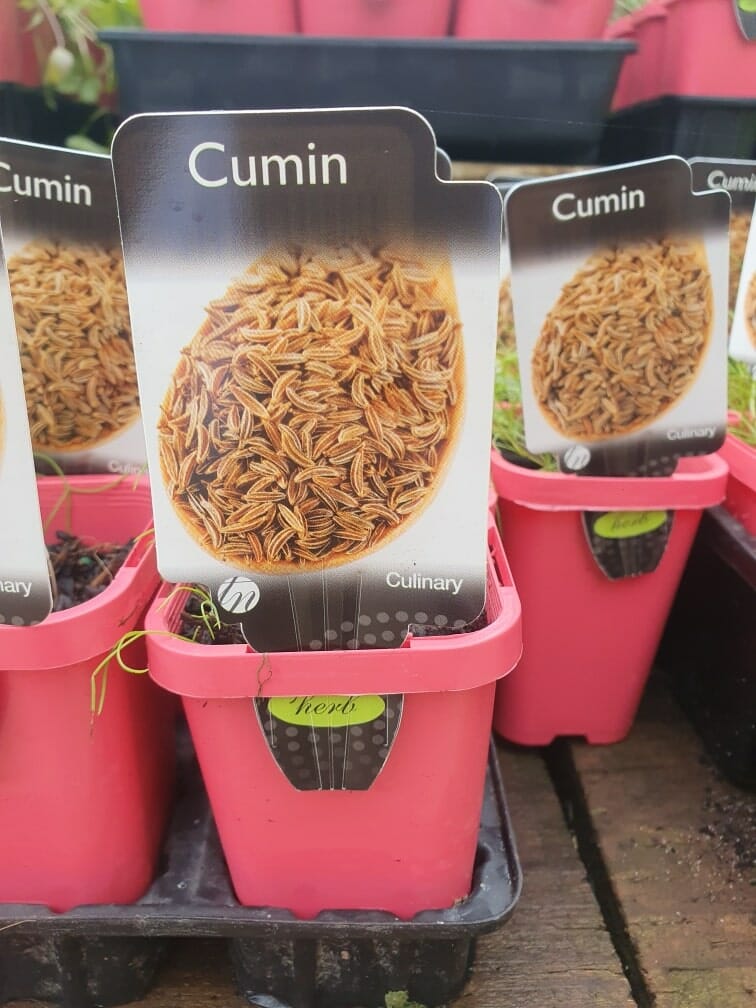 Pink pots labeled "Cumin Herb," featuring images of cumin seeds, meant for culinary use.