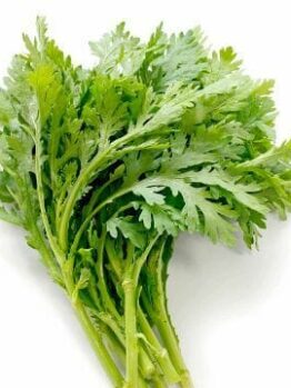 A collection of vibrant Chop Suey Greens 'Shungiku' displayed against a pristine white background.