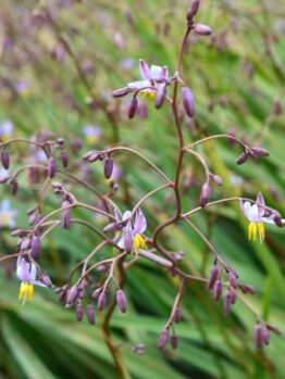 Close-up of a Dianella 'Lucia™' Flax lily 6" Pot, highlighting its delicate purple flowers and buds against a blurred green background.