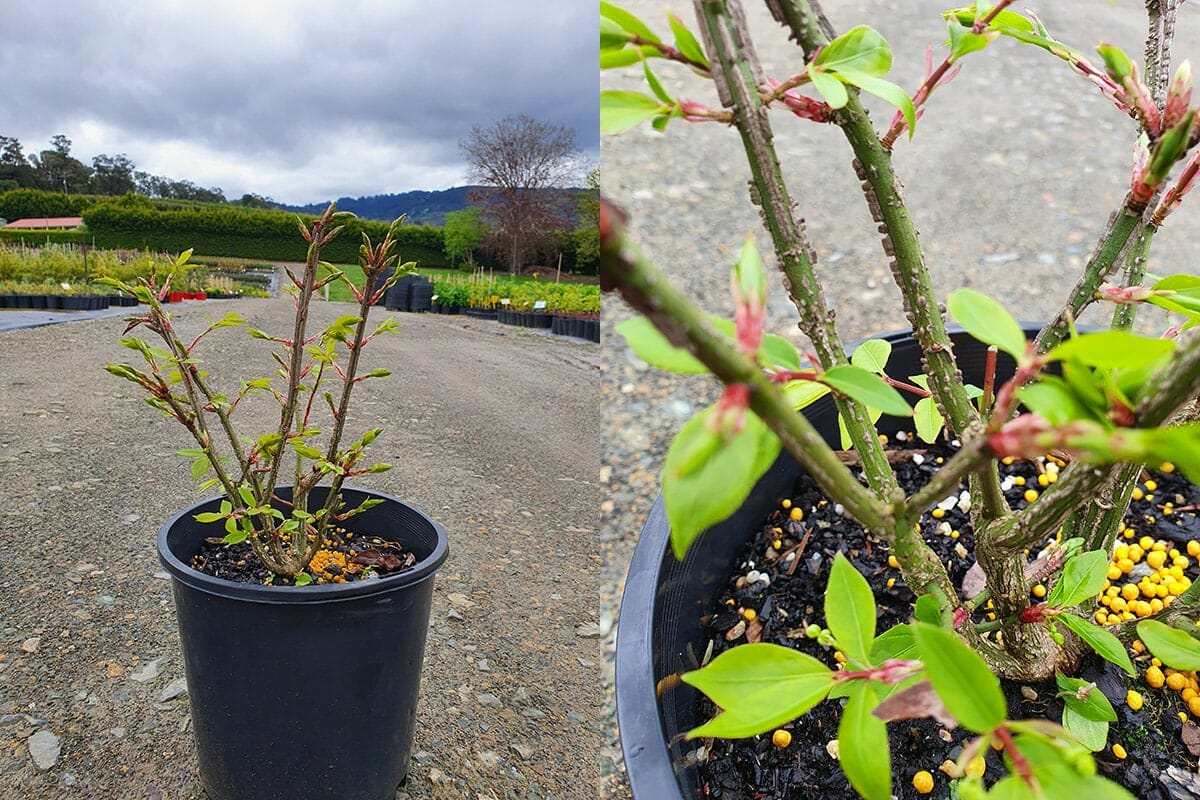 The Euonymus 'Burning Bush' in an 8" pot features green leaves with emerging red buds and is placed on a gravel road with a nursery visible in the background.