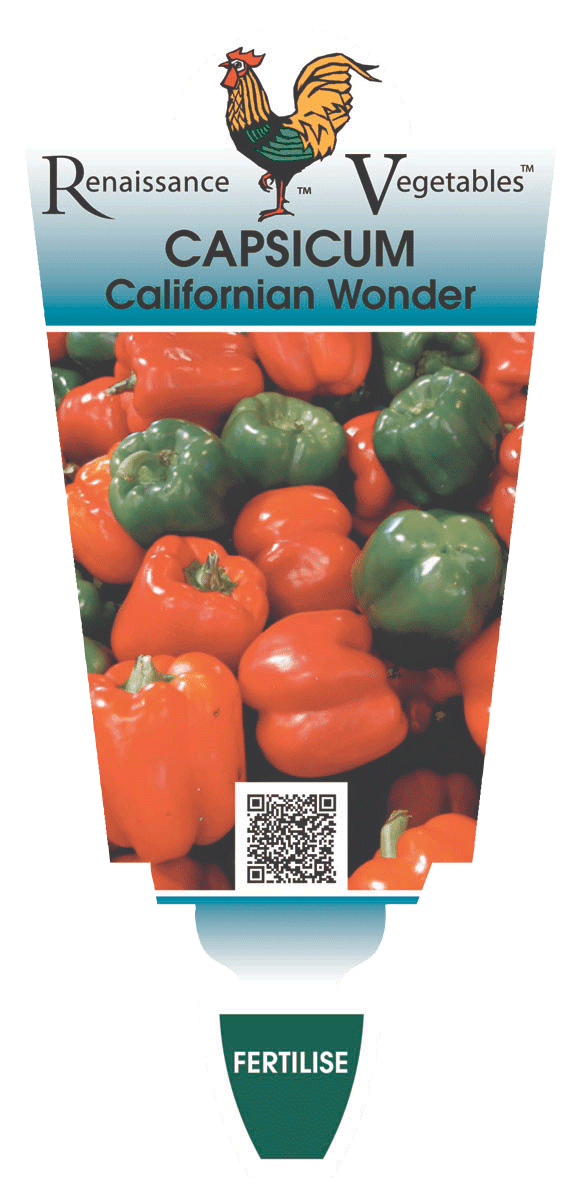 Capsicum 'Californian Wonder' 4" Pot - Image 2