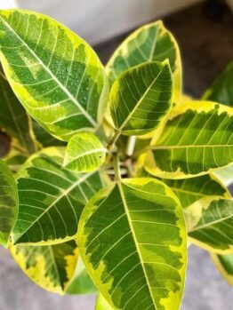 Close-up of a Ficus 'Lime Splice' Rubber Fig in its 10" pot, showcasing vibrant green leaves edged in yellow with prominent veins and a glossy texture.
