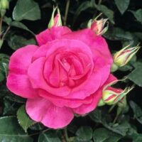 Rose 'Manou Meilland'