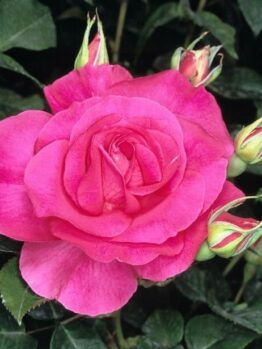 Rose 'Manou Meilland' 2ft Standard