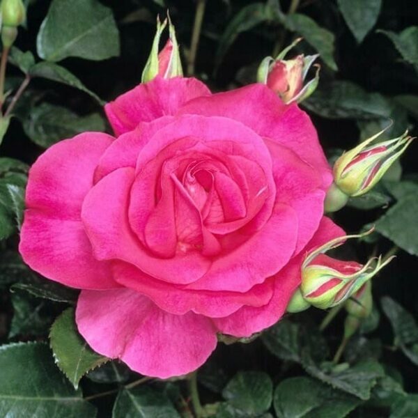 Rose 'Manou Meilland'