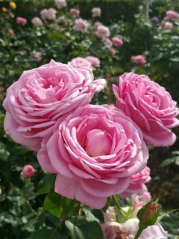 A close-up of three blooming pink roses with lush petals in a garden setting showcases the beauty of the Rose 'My Hero' PBR Bush Form. Other roses and greenery are visible in the blurred background, creating a vibrant tapestry.