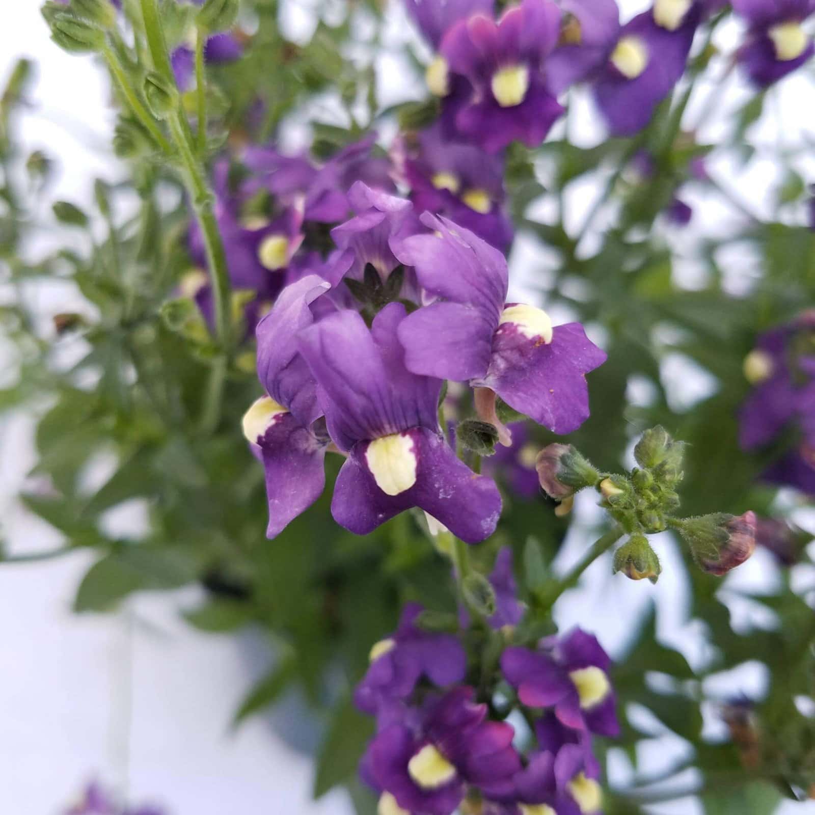 A close-up of Nemesia 'Aromatica Royal Blue' reveals flowers with purple petals and yellow centers, surrounded by lush green leaves, blooming beautifully in a 6" pot against a softly blurred background.