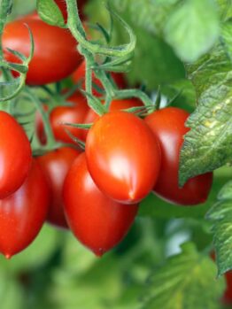 A close-up of ripe, red tomatoes clustered on a vine with green leaves, reminiscent of miniature 'Roma' tomatoes from the 'Tomato Roma' 4" Pot.