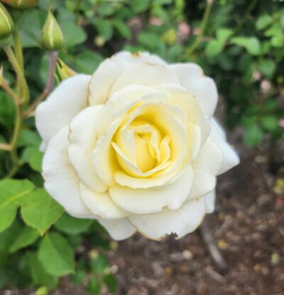 white spray rosa floribunda creamy white rose