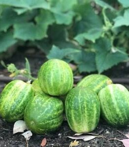 The 'Richmond Green' cucumbers, grown in a 4" pot, feature six round gourds with striped skins, resting on soil surrounded by verdant foliage.