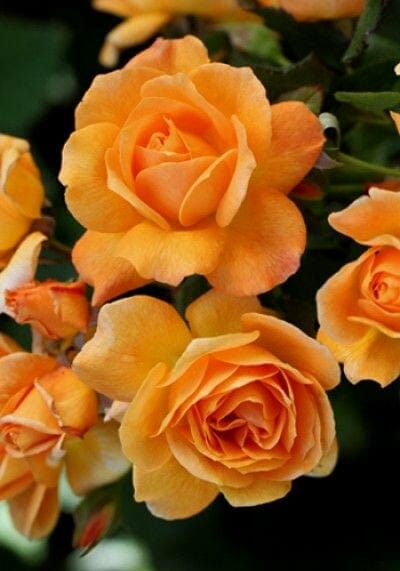 A cluster of blooming orange Rose 'Slim Dusty' 3ft Standards, standing proudly with lush green leaves in the background.