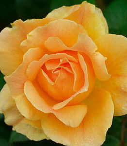 Close-up of a blooming yellow Rose 'Slim Dusty' 3ft Standard, its soft, layered petals making a striking appearance, reminiscent of classic beauty. Green leaves provide a vivid backdrop to this marvel.