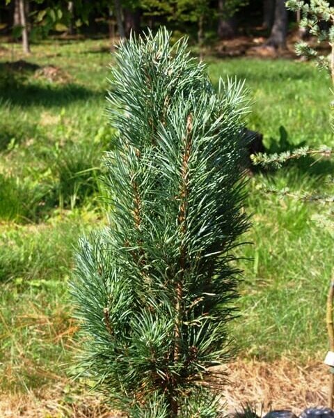 The Pinus 'Spaan's Slow Column' Scot's Pine in an 8" pot, with its dense green needles, stands gracefully in a grassy area against a softly blurred wooded background.