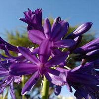 A close-up of the vibrant Agapanthus 'Sugar Plum™' flowers in a 6" pot is set against a clear blue sky, with softly blurred greenery in the background.