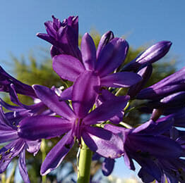 A close-up of the vibrant Agapanthus 'Sugar Plum™' flowers in a 6" pot is set against a clear blue sky, with softly blurred greenery in the background.