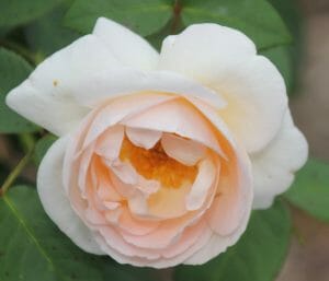 Close-up of a blooming Rose 'The Prioress' in bush form, showcasing white petals tinged with peach at the center, encircled by rich green foliage.