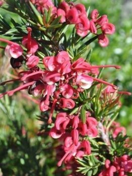 Close-up of a Grevillea 'Tuckers Dwarf' 6" Pot, highlighting curly pink and red flower clusters amidst needle-like green leaves.