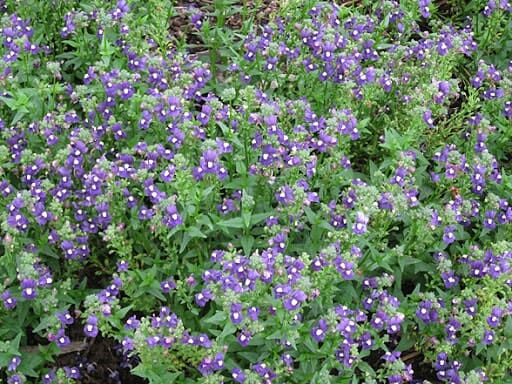 A vibrant cluster of Nemesia 'Aromatica Royal Blue' flowers blooms in a 6" pot, complemented by lush green foliage, adding a charming touch to your garden setting.