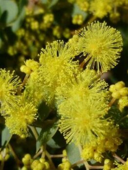 Close-up of Acacia 'Little Nugget', highlighting its bright yellow, spherical fluffy blossoms and small buds nestled among lush green foliage.