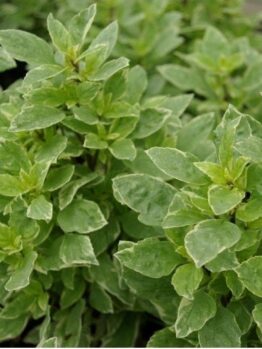 Close-up of lush green oregano plants with dense, oval leaves, showcasing a healthy appearance ideal for combining with Basil 'Pesto' 4" Pot for homemade pesto.