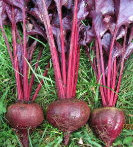 Three beetroots, reminiscent of the vibrant Beetroot 'Bull's Blood', with long stems and leaves, rest gracefully on the grass.